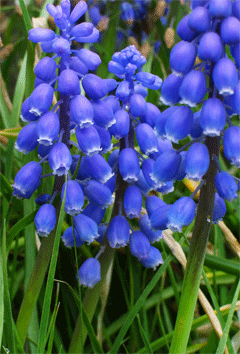 ڗMuscari