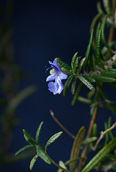 Rosemary